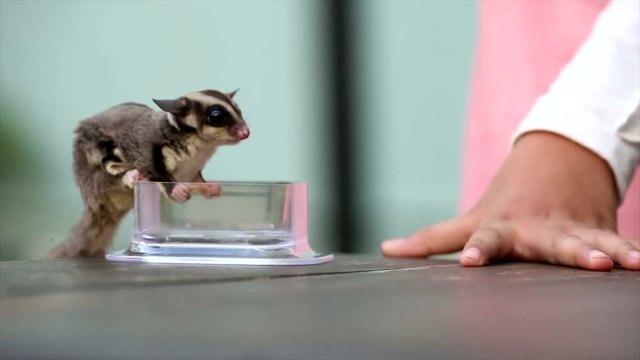 fast race eating sugar gliders