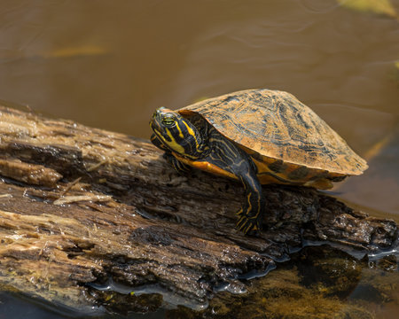 Adult Painted Turtle Basks in the Sun on a Log Half Sunken in a Dirty Pond