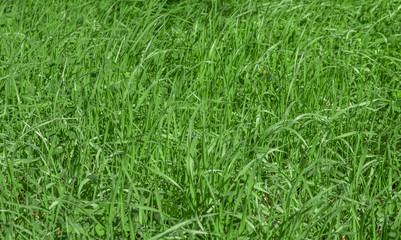 Fototapeta premium Green grass texture background, Green lawn, Grass texture, Park lawn texture with natural sun light.