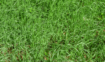 Green grass texture background, Green lawn, Grass texture, Park lawn texture with natural sun light.