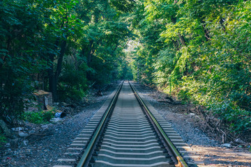 Fototapeta premium Rusty railroad tracks disappearing outdoors in green forest