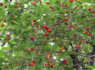 Obraz premium Berries ripe red cherries on backdrop of greenery