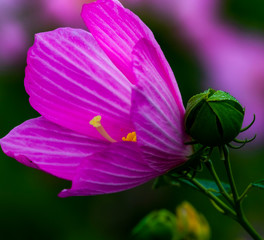 Naklejka premium Swamp Rose Mallow