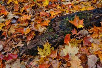Moss and Lichen covered fallen branch deep in the Vermont forest surrounded by colorful autumn colored leaves