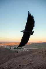 Condor metalico, Sierra Grande