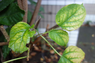 雨に濡れた緑の葉っぱ