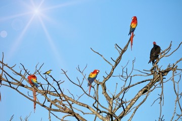 Ara Macao and Flycatcher Birds on a Tree 