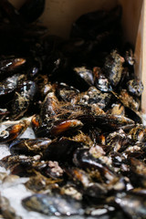 mejillones