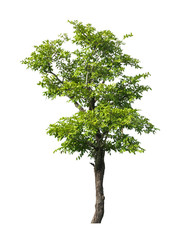 A tree isolated on white