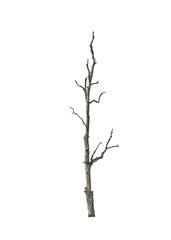 Fototapeta premium Bare Leafless Tree Trunk Isolated on White Background