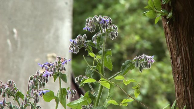 Steady, medium close up shot of heath speedwell wildflower plants next to a tree.