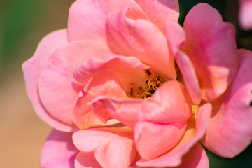 Pink roses