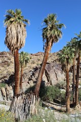 The flagship species of Palm Canyon in the Colorado Desert, this plant is commonly known as...