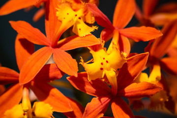 Orange orchids