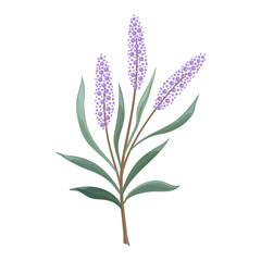 Art watercolor natural branches leaves elements. Vector illustration .