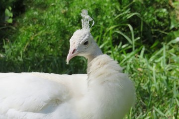 Beautiful white peacock on plant background in Florida nature, closeup