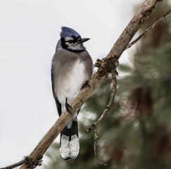 Blue Jay with evergreen and white background