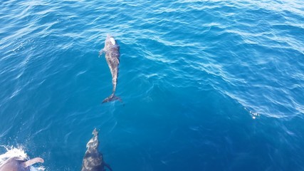 dolphins swimming