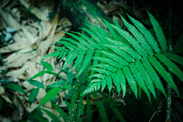 Naklejka na ściany i meble Green leaf texture background, tropical leave foliage are shaped like tiny spikes, leaves in tropical forest, green concept.
