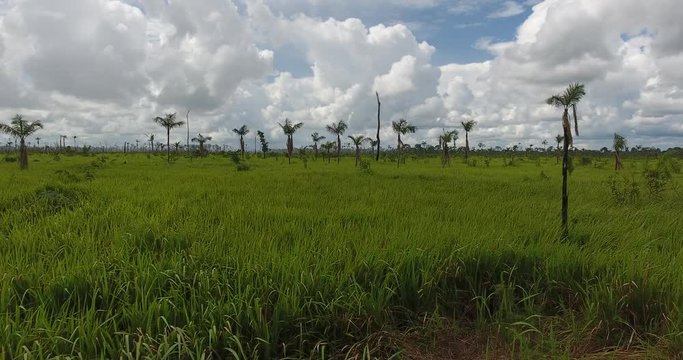 Agricultural Land with Grassy Soil, some Dead Trees and Palm Trees Growing in Pando, Bolivia