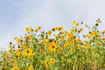 Outdoor summer blooming sunflowers and blue sky with white clouds