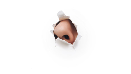 The male nose protrudes through a torn hole in white paper. The concept of curiosity, espionage, sniffing, parfume. Background, copy space. - obrazy, fototapety, plakaty