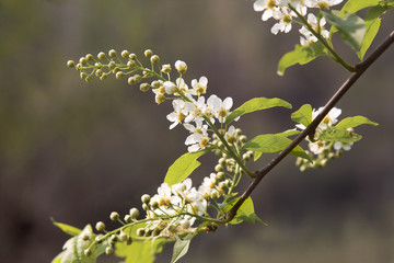 Bird cherry tree