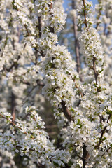 Blossoming plum