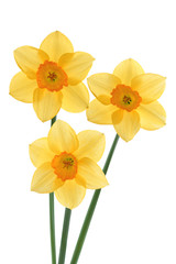 Narcissuses