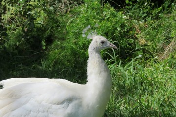 White peacock on green plant background in Florida park, closeup