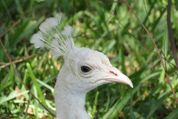 White peacock head in Florida nature, closeup 