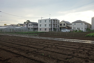 夏の夕方の東京郊外の畑
