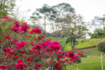 blooming bougainvillea.Magenta bougainvillea flowers. bougainvillea flowers as a background. floral background.
