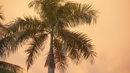 coconut tree at sunset