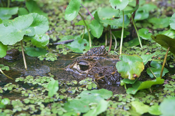 Krokodil im Sumpf