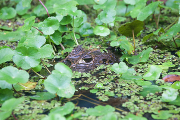 Krokodil im Sumpf