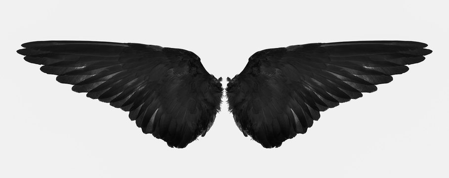 back wings of bird isolated on a white