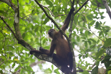 Wildlife black-handed spider monkey