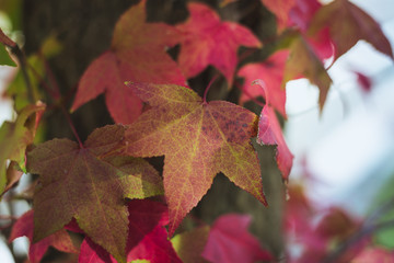 outono-koyo-autumn