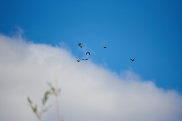 birds over the summer sky