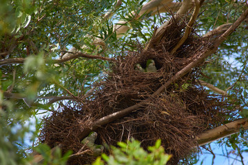 parrots nests on trees