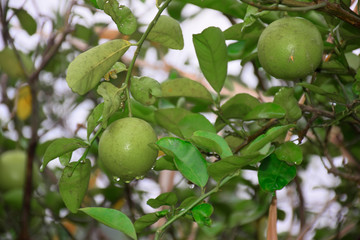 green and fresh big lemon on tree with man's hand, blur background