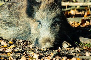 Wildschweine im Wald