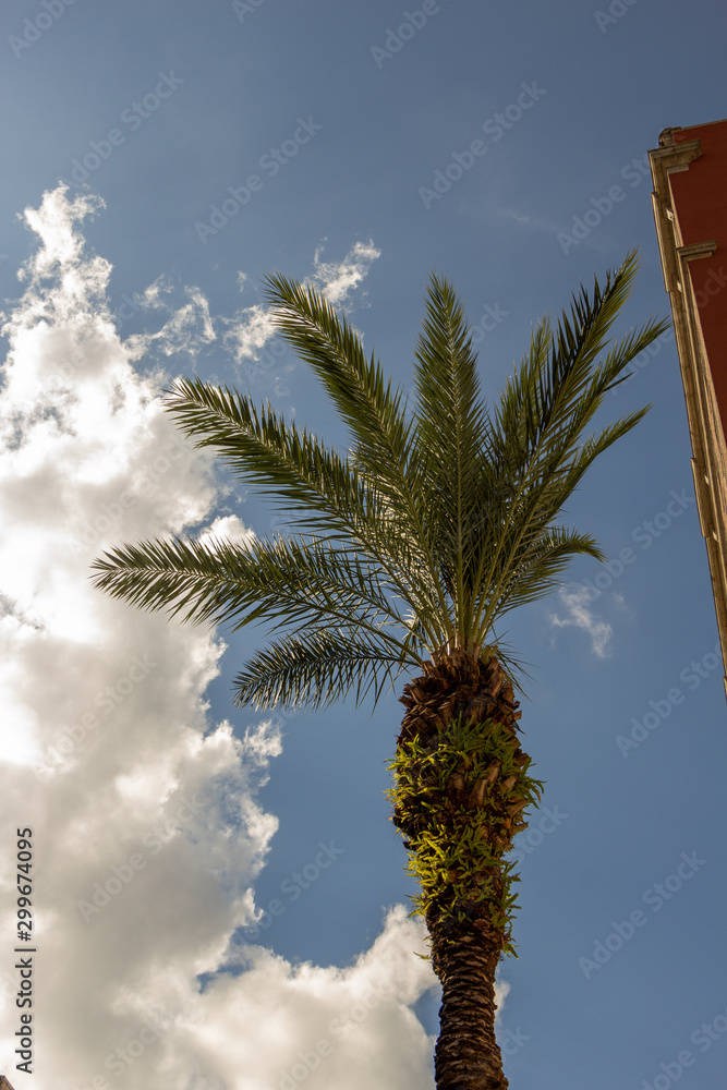 Wall mural palm tree against blue sky