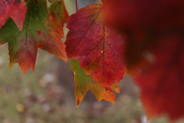 Red Autumn Leaves