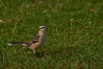 Mimus saturninus in its natural habitat