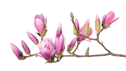 magnolia flower © anphotos99