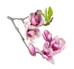 pink magnolia © anphotos99
