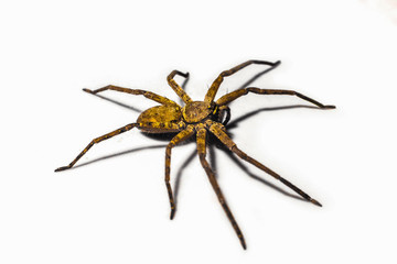 spider isolated on white background