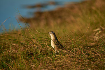 Mimus saturninus in its natural habitat